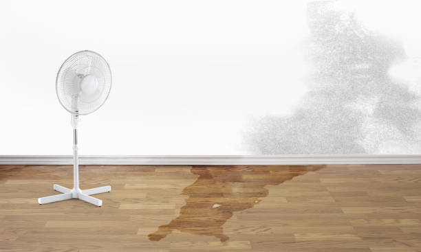 Best Basement water damage restoration  in Clovis, NM